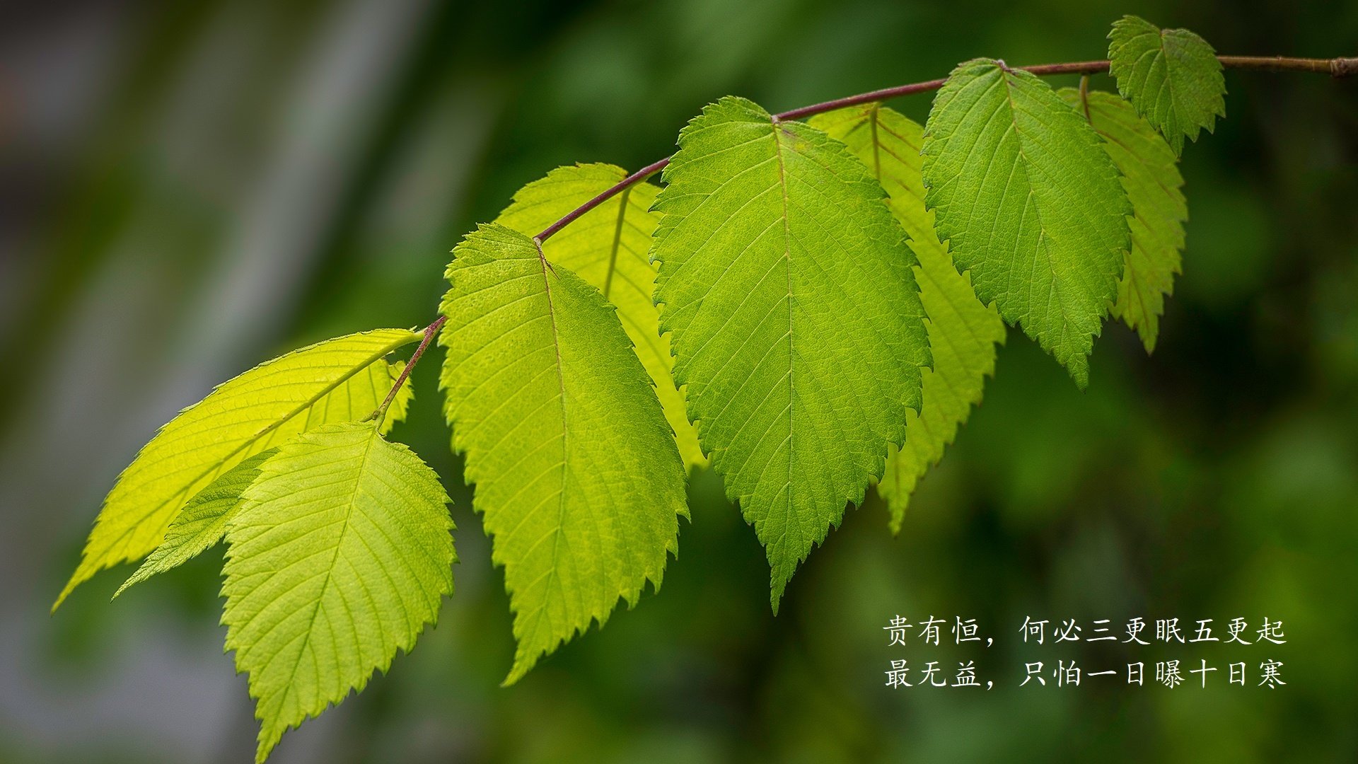 Yeon关键发挥助TL晋级