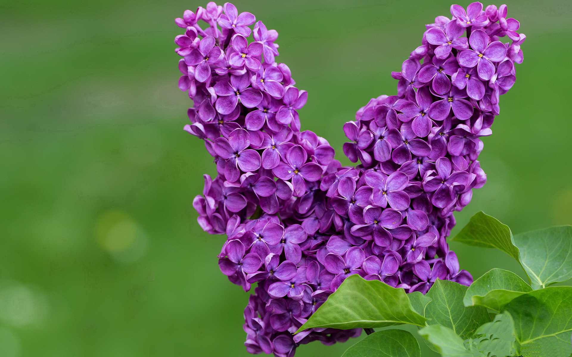 里奇·麦考:赢得尊重的全黑队精神象征