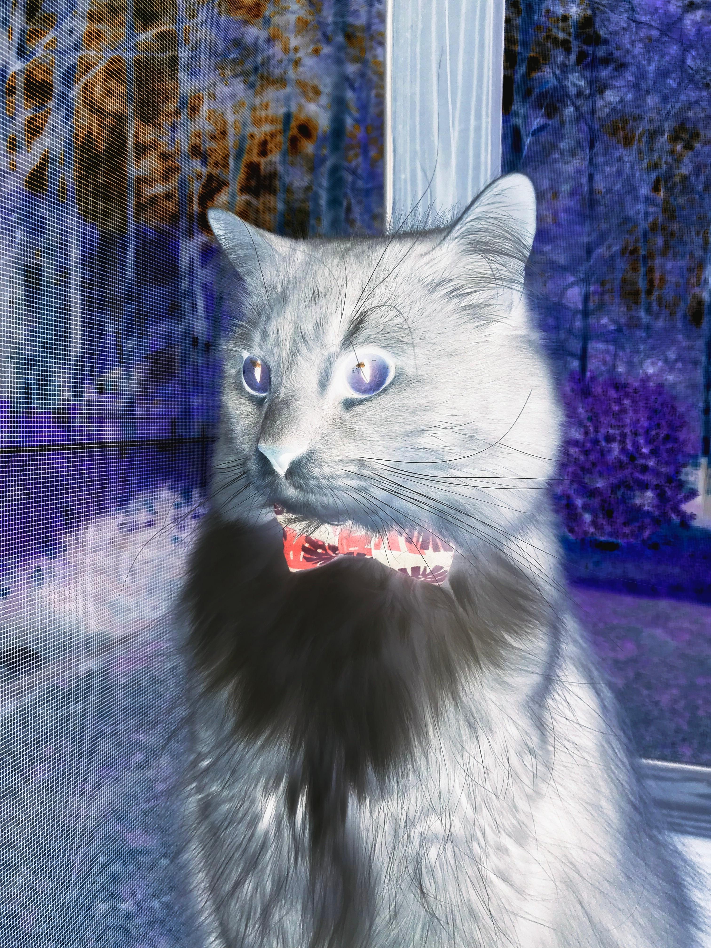 印度队未来规划：多层次发展，全面提升竞技水平，印度未来潜力