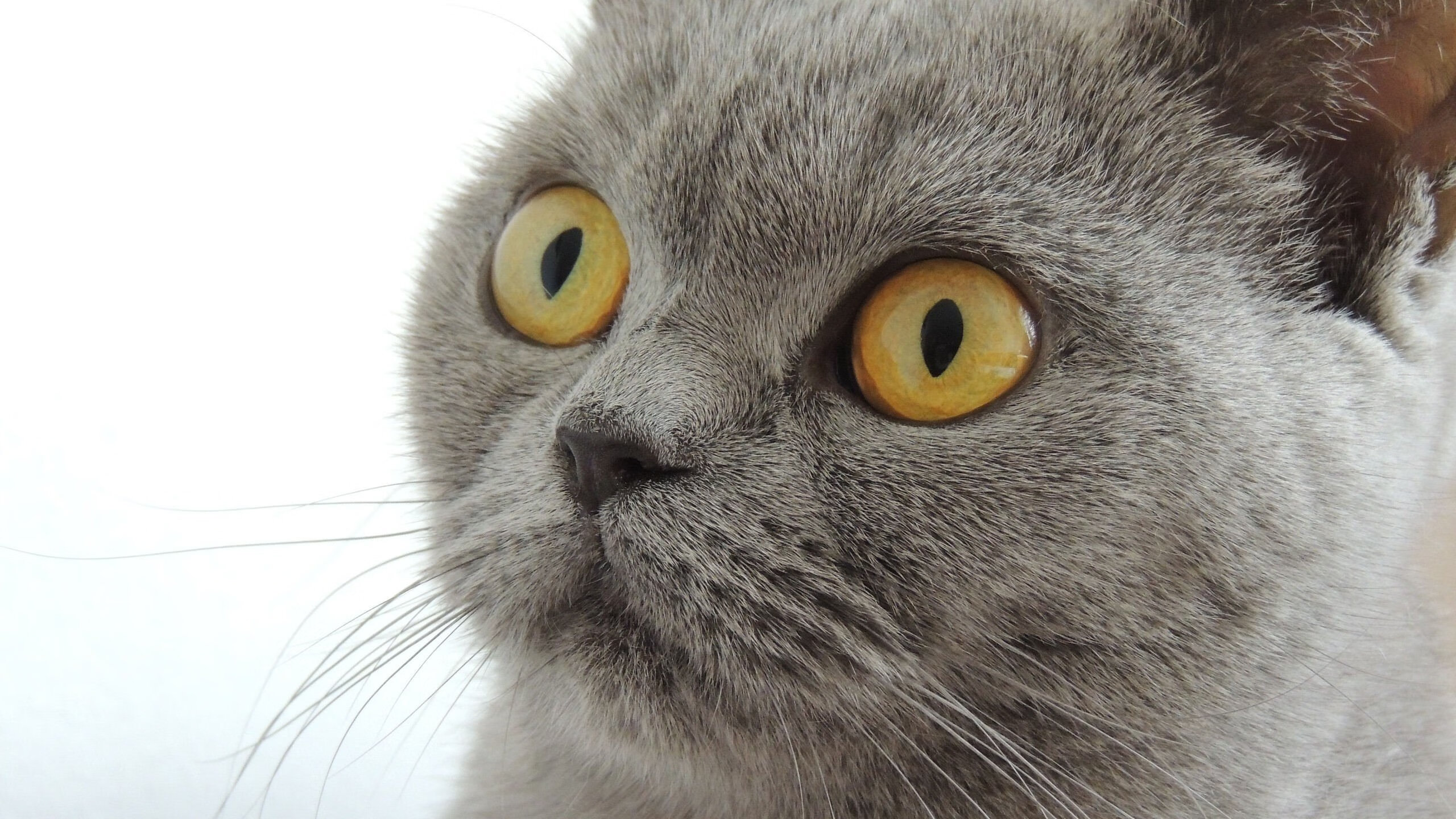 美洲杯英雄辈出:逆境中彰显无敌斗志,美洲杯冠军分析